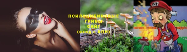 стаф Алзамай